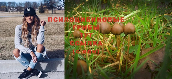 прущие грибы Баксан